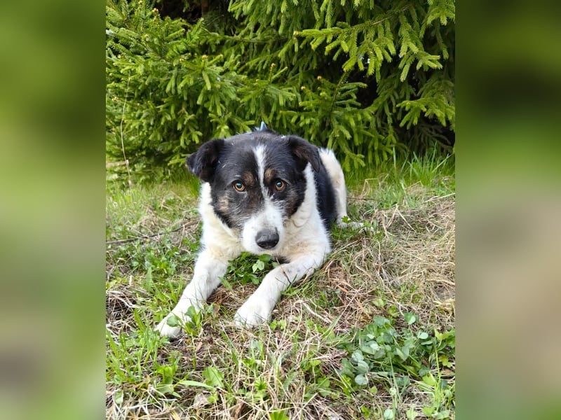 Dankbarer Hund Rich ❤️ mit Handicap sucht liebevolle Pflege oder Endstelle
