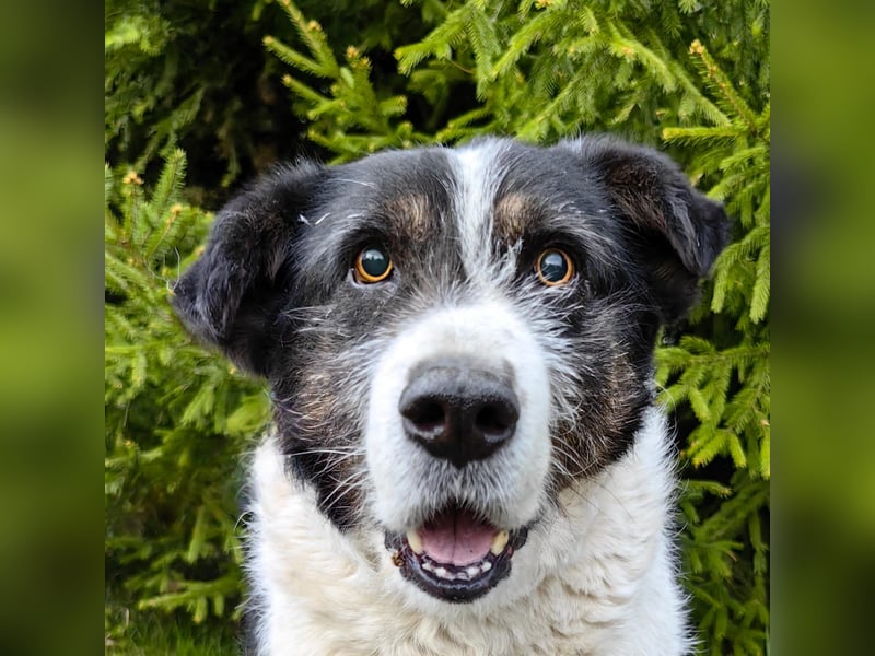 Dankbarer Hund Rich ❤️ mit Handicap sucht liebevolle Pflege oder Endstelle