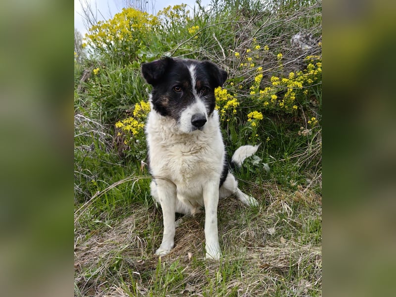 Dankbarer Hund Rich ❤️ mit Handicap sucht liebevolle Pflege oder Endstelle