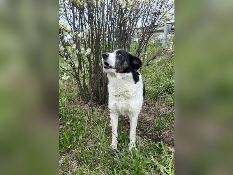 Dankbarer Hund Rich ❤️ mit Handicap sucht liebevolle Pflege oder Endstelle