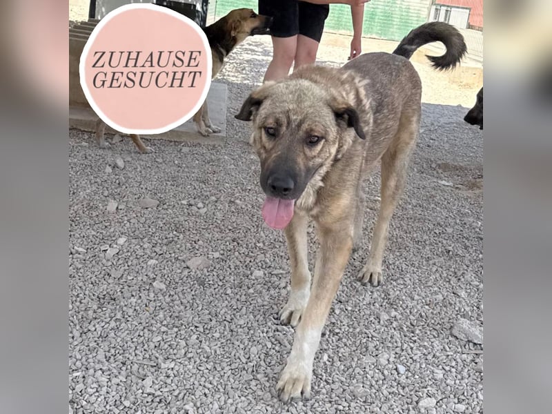Sanfter Riese Mufasa sucht seine Menschen ❤️