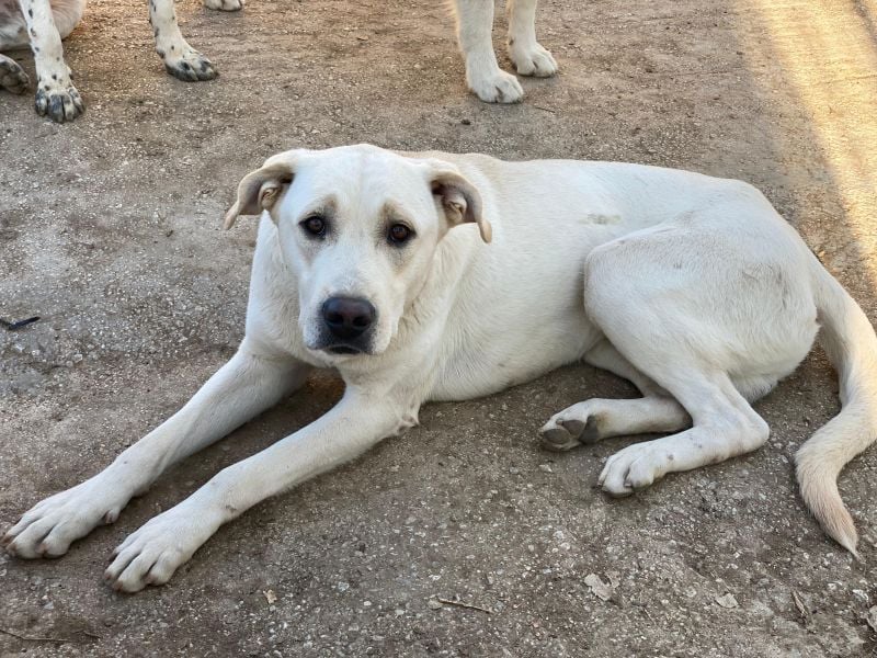 Miguel, geb. ca. 08/2024, lebt in GRIECHENLAND, im städt. Tierheim Serres