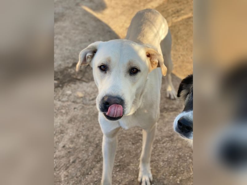 Miguel, geb. ca. 08/2024, lebt in GRIECHENLAND, im städt. Tierheim Serres