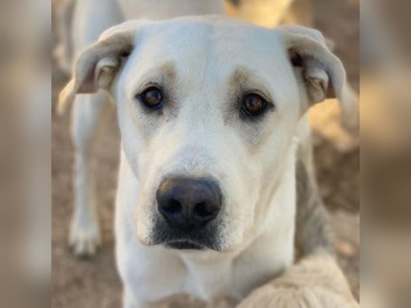 Miguel, geb. ca. 08/2024, lebt in GRIECHENLAND, im städt. Tierheim Serres