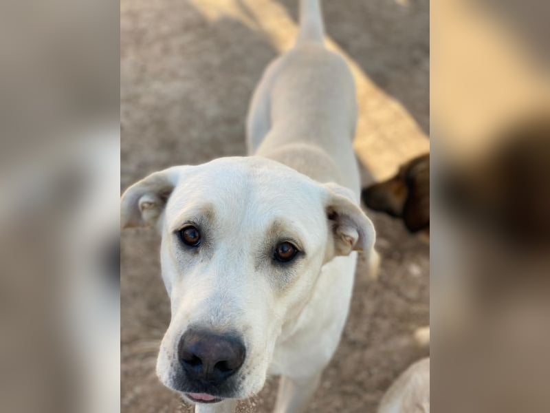 Miguel, geb. ca. 08/2024, lebt in GRIECHENLAND, im städt. Tierheim Serres