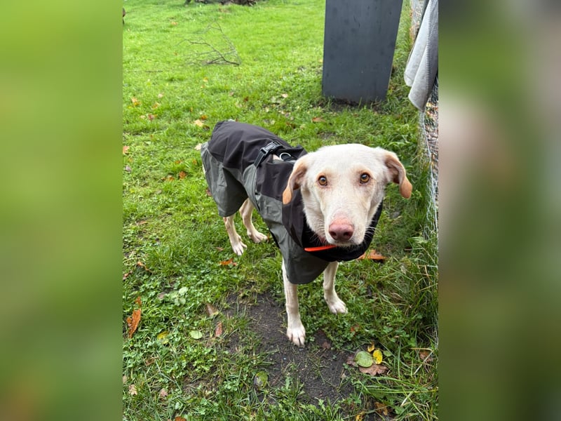 Yanis - entspannter Rüde wartet in 25923 Süderlügum