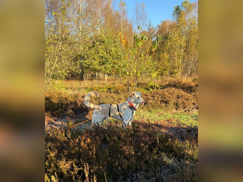 Yanis - entspannter Rüde wartet in 25923 Süderlügum