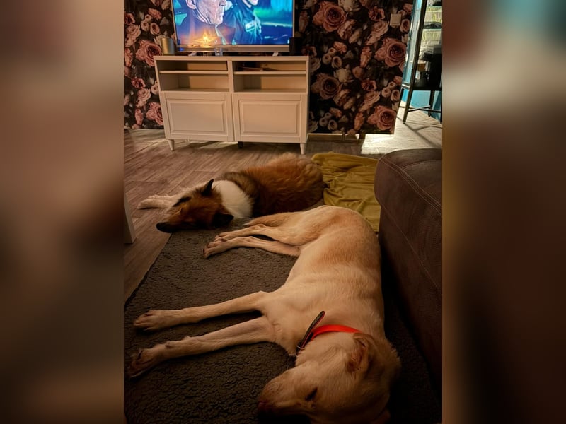 Yanis - entspannter Rüde wartet in 25923 Süderlügum