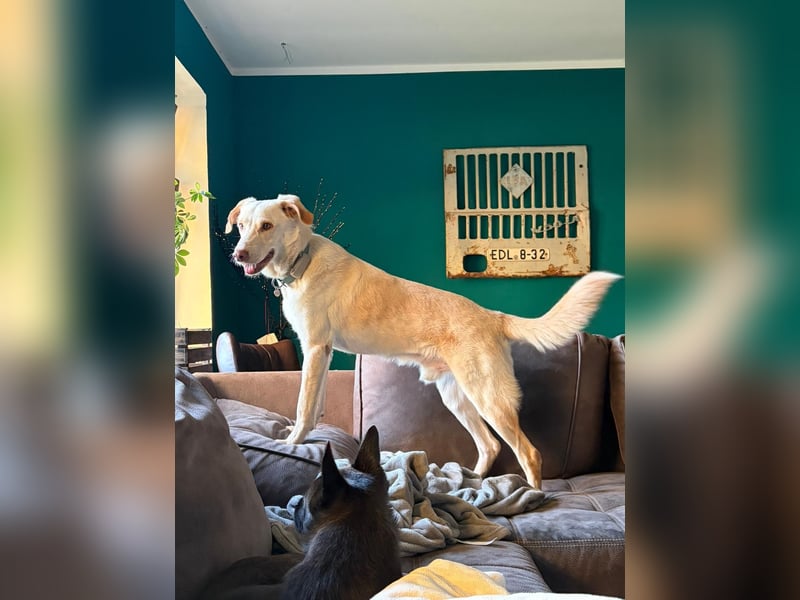 Yanis - entspannter Rüde wartet in 25923 Süderlügum