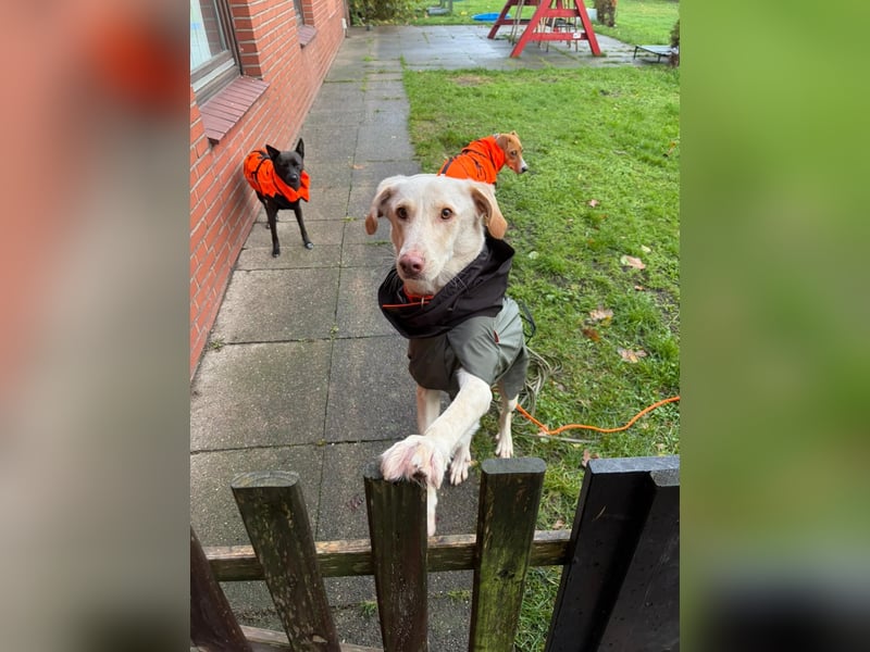 Yanis - entspannter Rüde wartet in 25923 Süderlügum