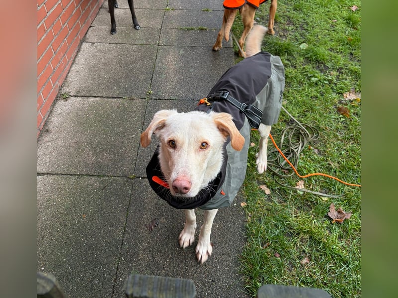 Yanis - entspannter Rüde wartet in 25923 Süderlügum