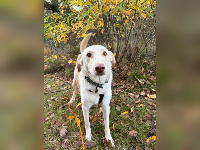 Yanis - entspannter Rüde wartet in 25923 Süderlügum