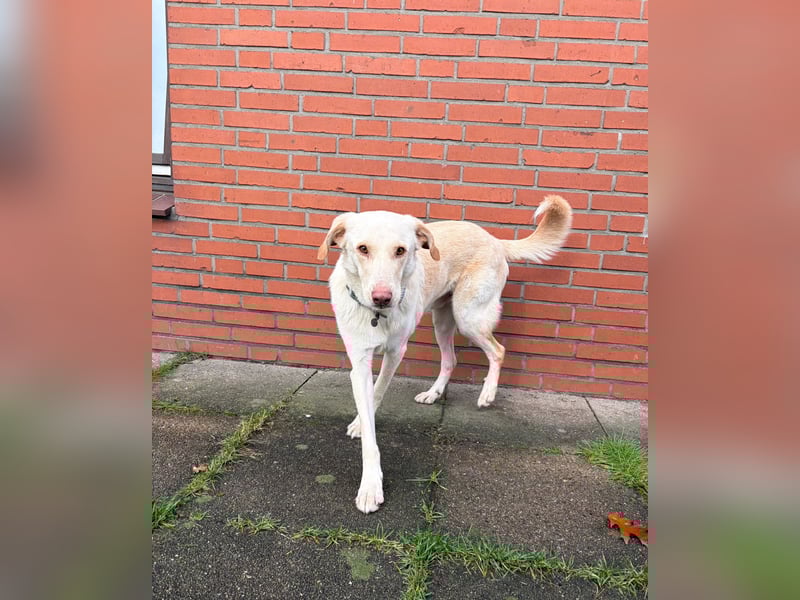 Yanis - entspannter Rüde wartet in 25923 Süderlügum