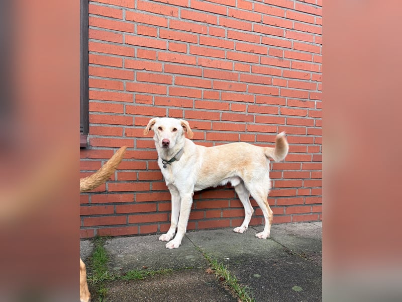 Yanis - entspannter Rüde wartet in 25923 Süderlügum