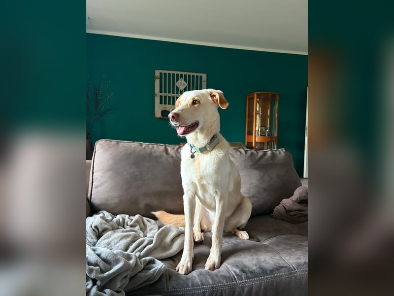 Yanis - entspannter Rüde wartet in 25923 Süderlügum