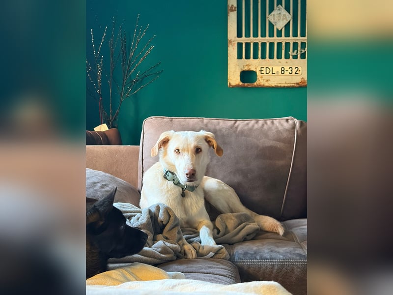 Yanis - entspannter Rüde wartet in 25923 Süderlügum