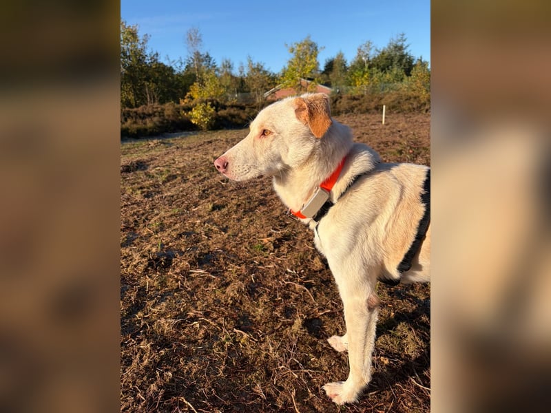 Yanis - entspannter Rüde wartet in 25923 Süderlügum