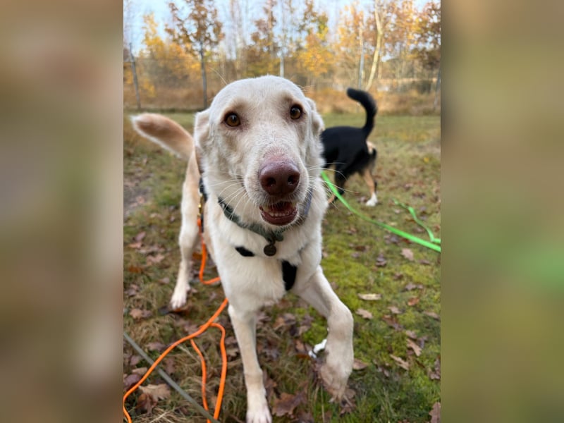 Yanis - entspannter Rüde wartet in 25923 Süderlügum