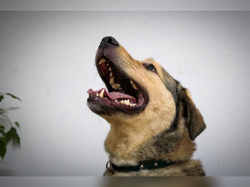 Romeo wünscht sich ein für immer Zuhause