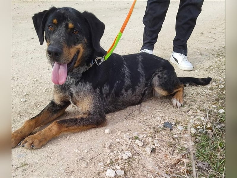 Stitch, grosses Riesenbaby mit Potential für viiiiiieeel mehr