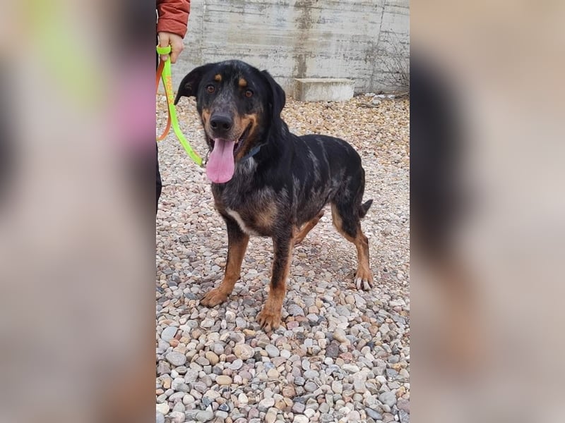 Stitch, grosses Riesenbaby mit Potential für viiiiiieeel mehr