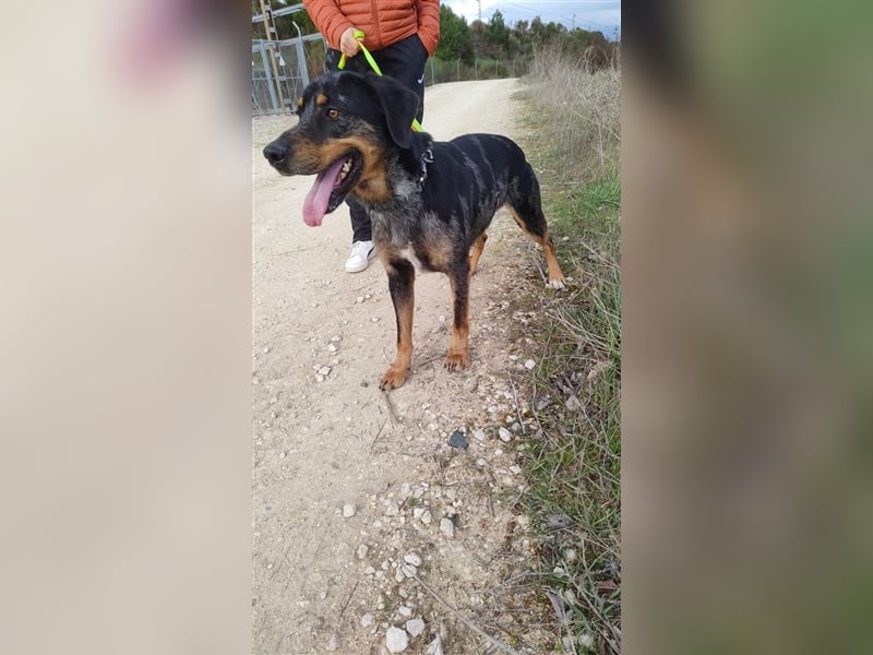 Stitch, grosses Riesenbaby mit Potential für viiiiiieeel mehr