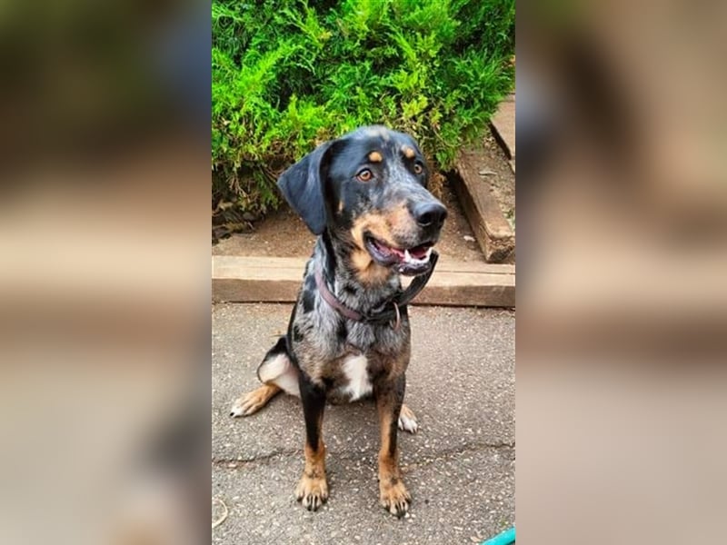 Stitch, grosses Riesenbaby mit Potential für viiiiiieeel mehr