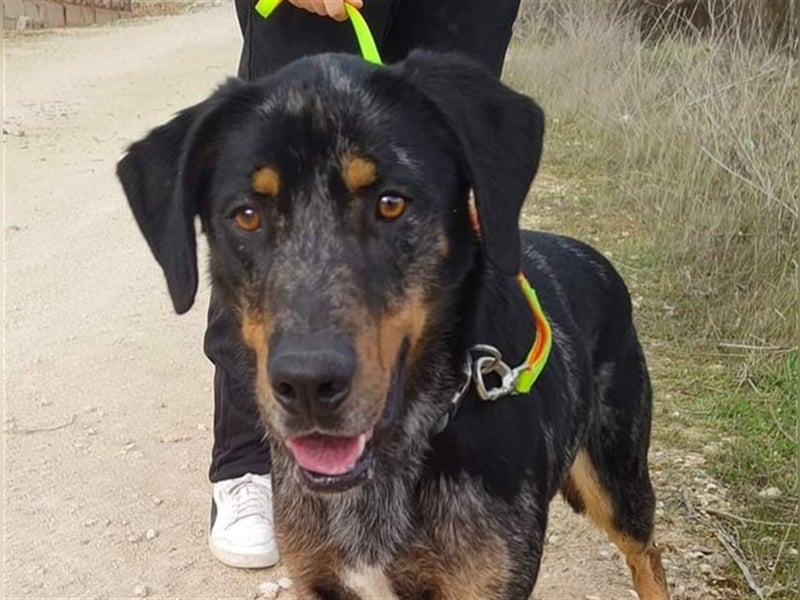 Stitch, grosses Riesenbaby mit Potential für viiiiiieeel mehr