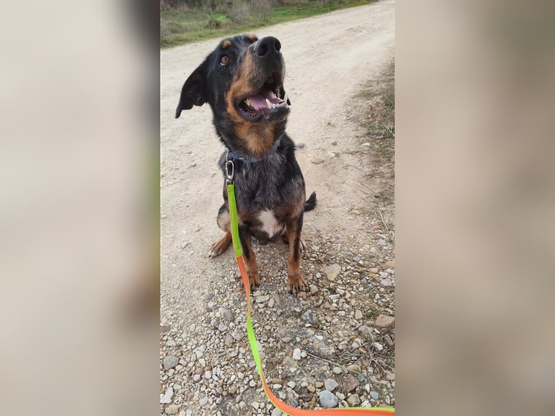 Stitch, grosses Riesenbaby mit Potential für viiiiiieeel mehr