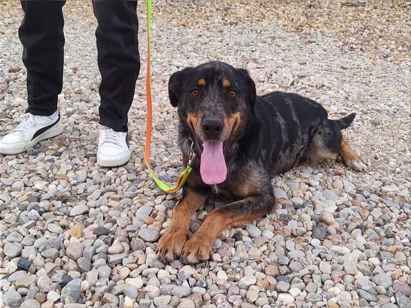 Stitch, grosses Riesenbaby mit Potential für viiiiiieeel mehr