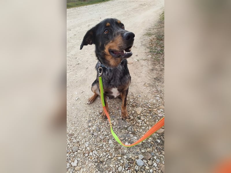 Stitch, grosses Riesenbaby mit Potential für viiiiiieeel mehr