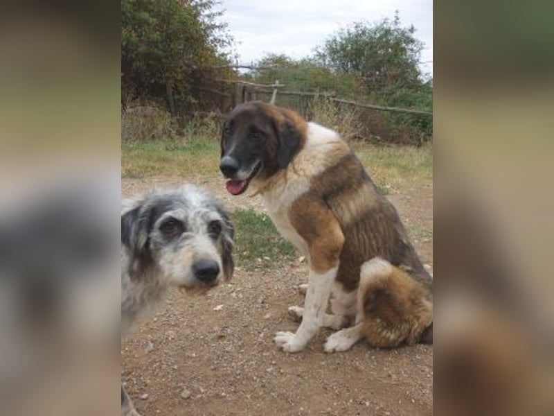 * Handicap* Bo, sanfte Seele