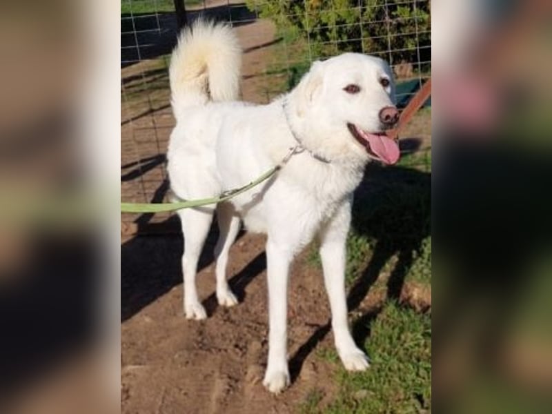 Lio - jung, hübsch sucht Anschluss