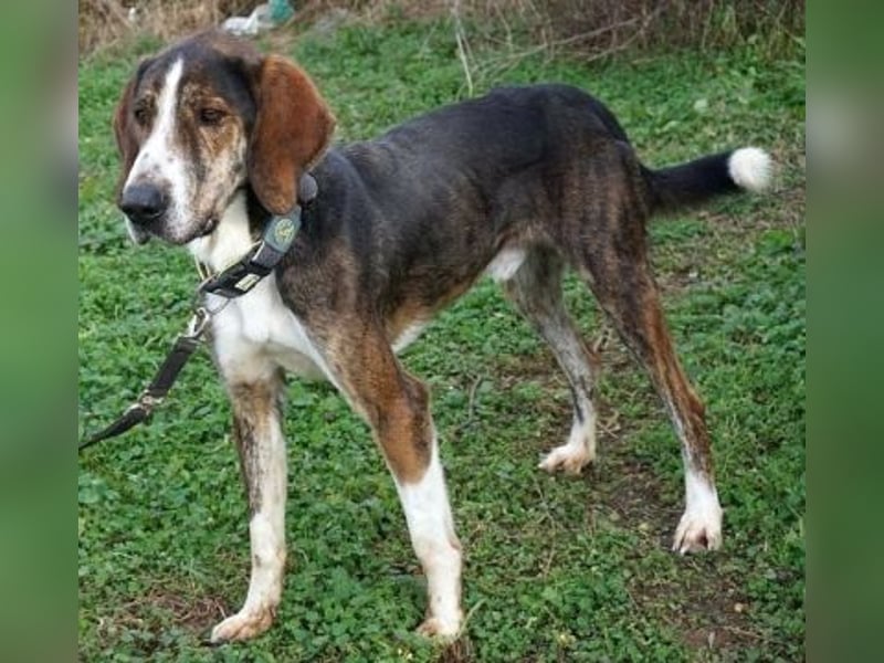 Marko-sanfter Schatz auf der Suche nach einem Zuhause