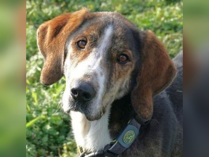 Marko-sanfter Schatz auf der Suche nach einem Zuhause