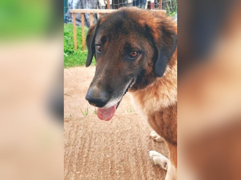 * Handicap* Bo, sanfte Seele