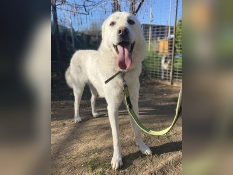 Lio - jung, hübsch sucht Anschluss