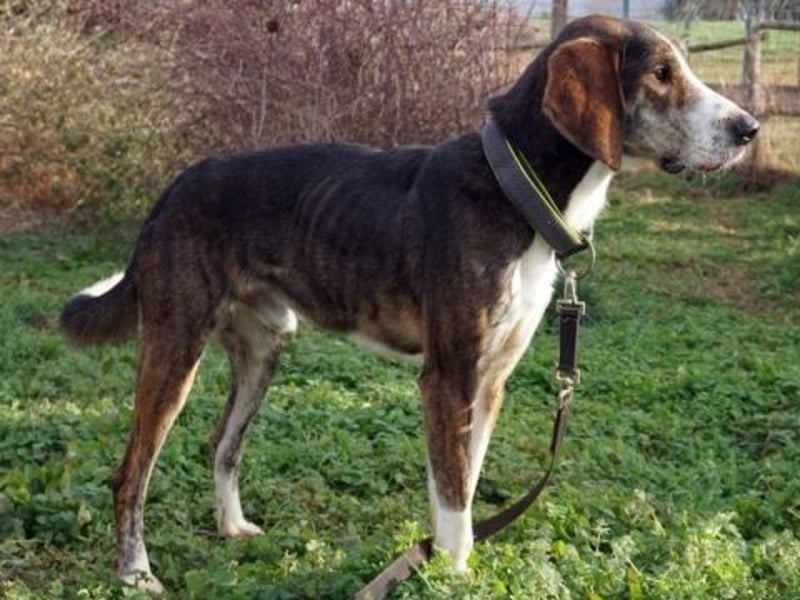 Marko-sanfter Schatz auf der Suche nach einem Zuhause