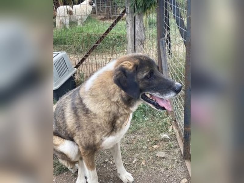 * Handicap* Bo, sanfte Seele