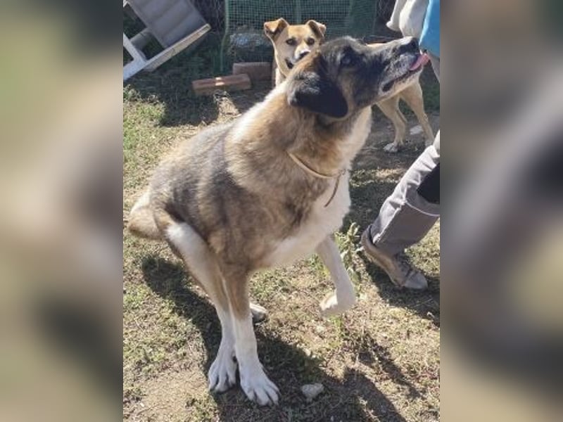 * Handicap* Bo, sanfte Seele