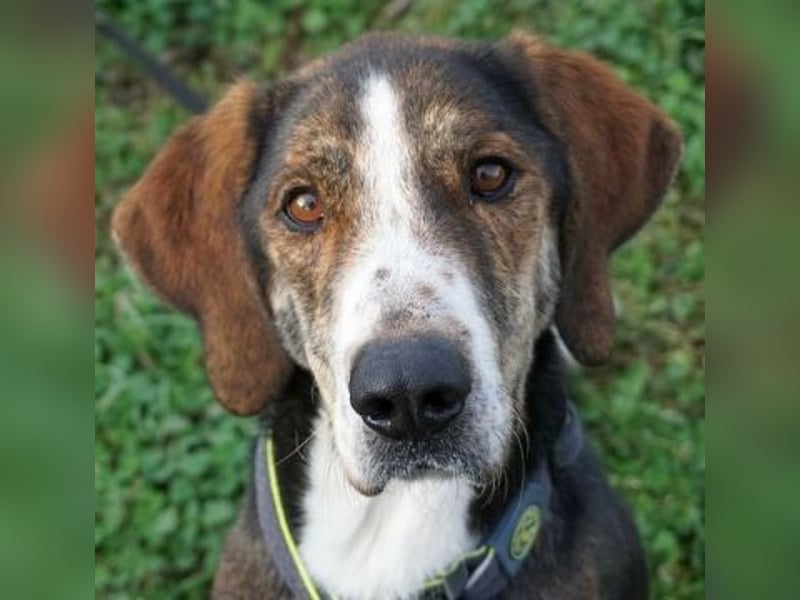 Marko-sanfter Schatz auf der Suche nach einem Zuhause