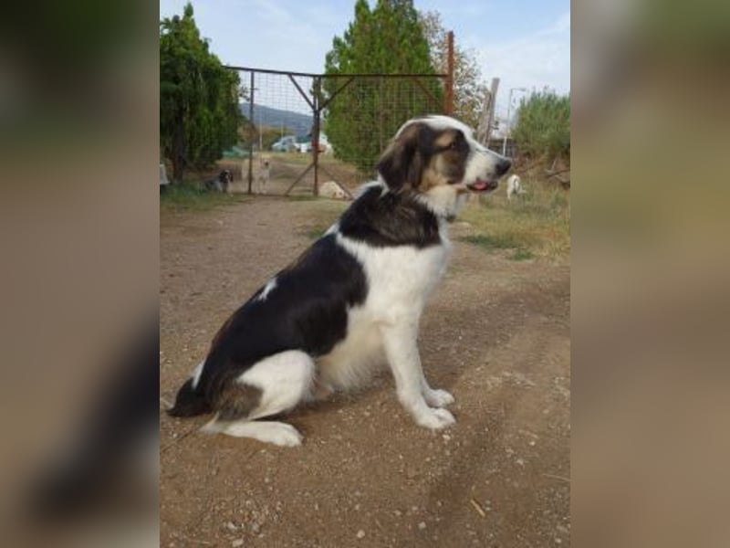 Brummel - Sonnenschein auf vier Pfoten sucht sein Glück