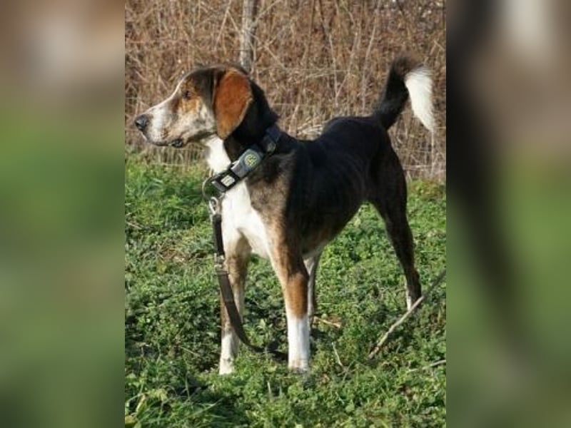 Marko-sanfter Schatz auf der Suche nach einem Zuhause