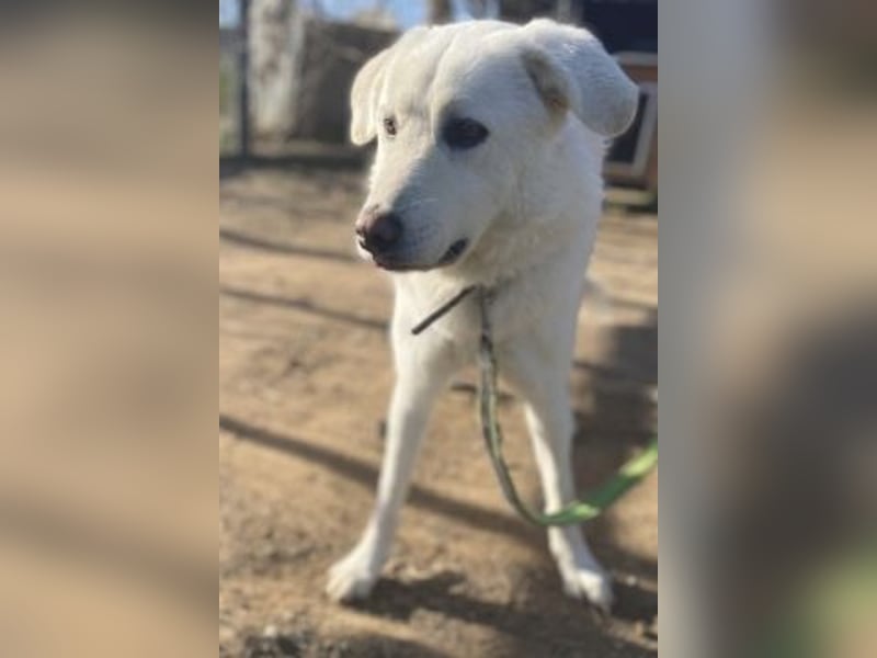 Lio - jung, hübsch sucht Anschluss