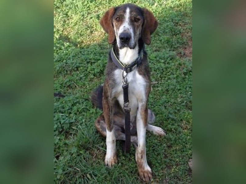 Marko-sanfter Schatz auf der Suche nach einem Zuhause