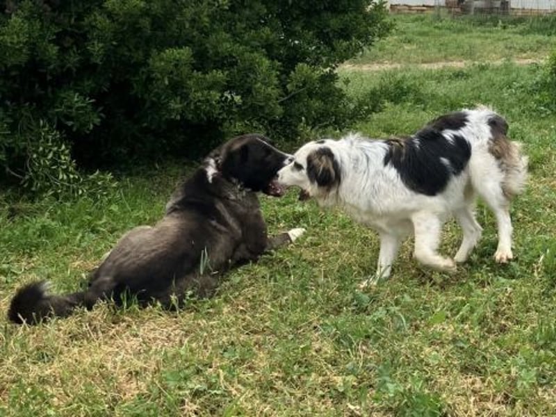 Brummel - Sonnenschein auf vier Pfoten sucht sein Glück