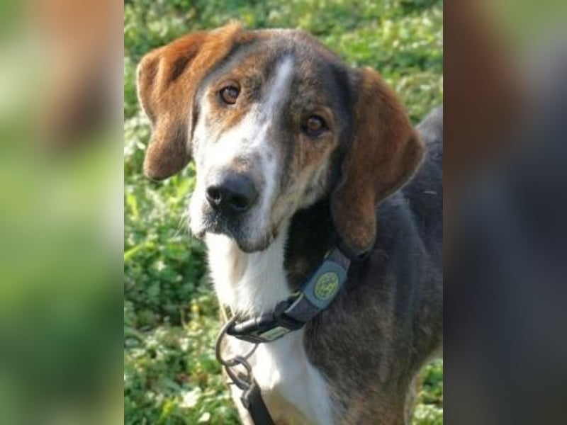 Marko-sanfter Schatz auf der Suche nach einem Zuhause