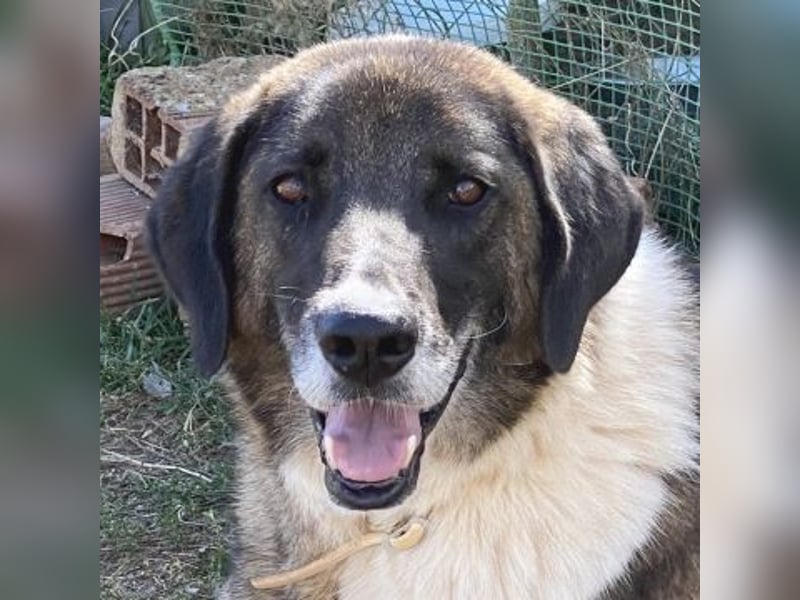 * Handicap* Bo, sanfte Seele