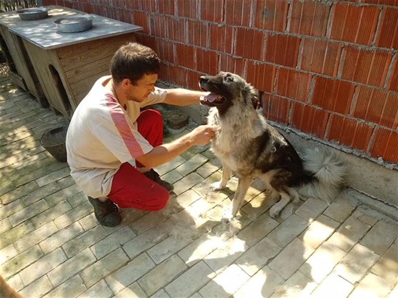 TEA, eine große Traummaus