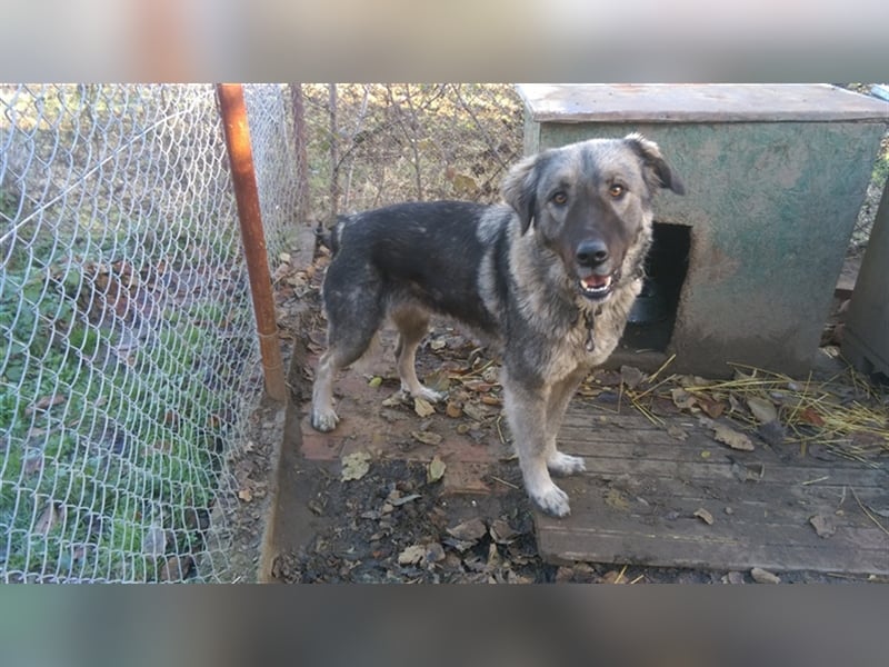 TEA, eine große Traummaus